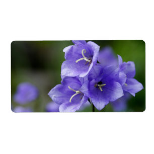 Etiqueta Lovely Bellflower Campanula