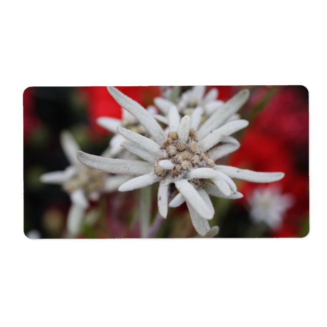 Etiqueta Lovely Edelweiss Leontopodium nivale (Frente)