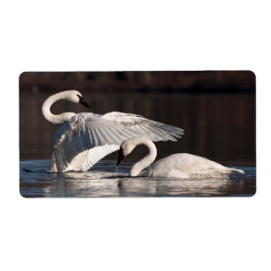 Etiqueta Loving Swans