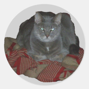 Etiqueta mal-humorada cinzenta do gato de Buddah