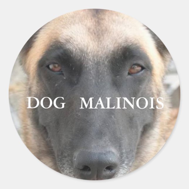 etiqueta malinois (Frente)