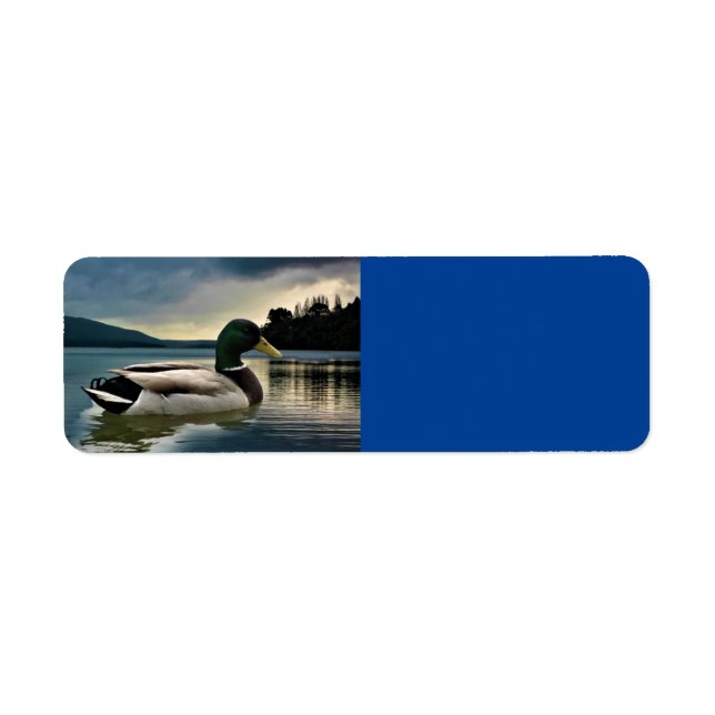 Etiqueta Mallard Duck No Lago (Frente)