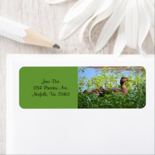 Etiqueta Mallard e Ducklings por Shirley Taylor