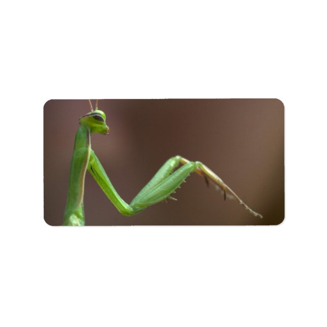 Etiqueta Mantis religiosa (Frente)