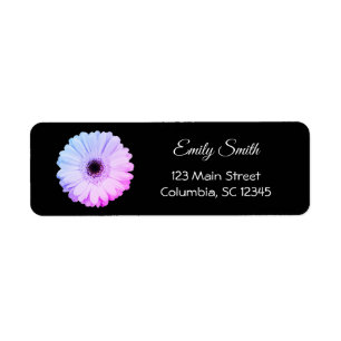 Etiqueta Margarida azul cor-de-rosa do Gerbera de Ombre no