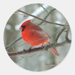 Etiqueta (masculina) cardinal vermelha