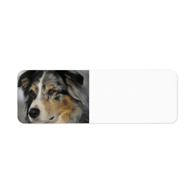 Etiqueta Miniature American Shepherd Blue Merle second (Frente)
