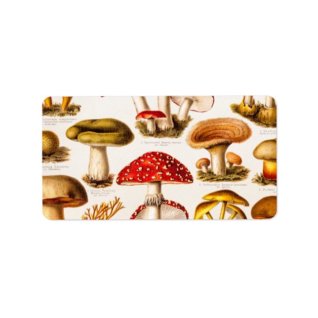 Etiqueta Modelo da Vintage 1800s Mushroom Variety (Frente)
