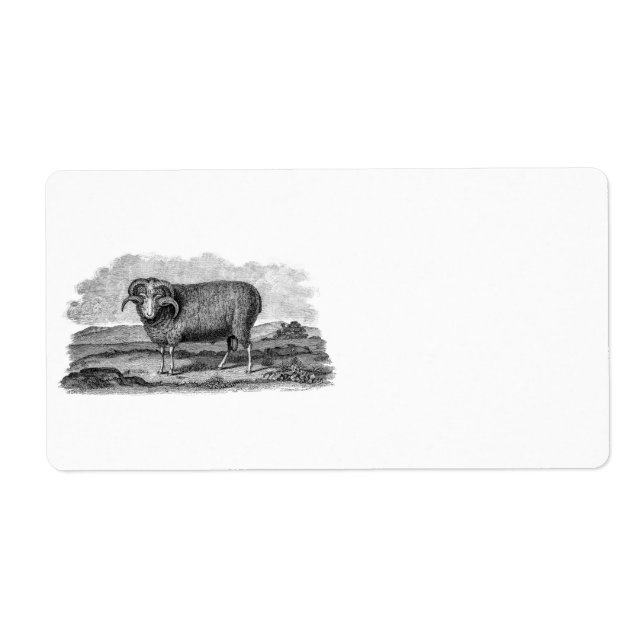 Etiqueta Modelo Merino Sheep Ram Lamb, 1800s (Frente)