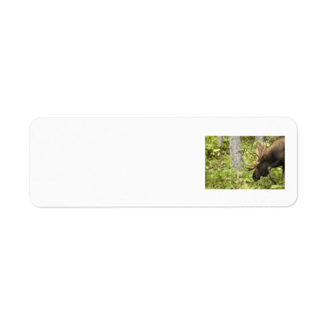 Etiqueta Moose Sensante (Frente)