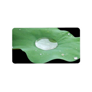 Etiqueta Morning Dew em Lilypad