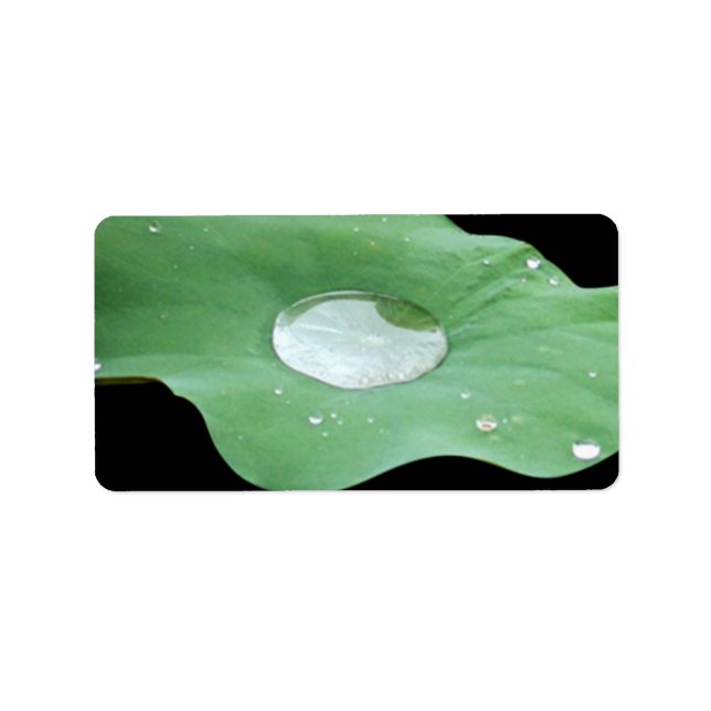 Etiqueta Morning Dew em Lilypad (Frente)