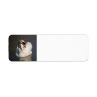 Mute Swan