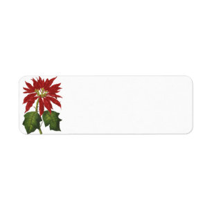 Etiqueta Natal vintage, planta vermelha do inverno da
