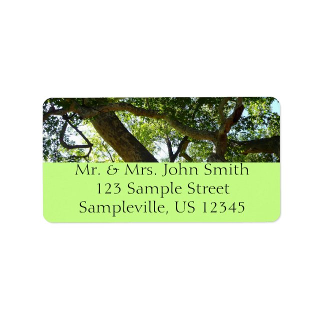 Etiqueta Natureza Verde da Árvore Sycamore (Frente)