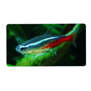 Etiqueta Neon Tetra Fish Paracheirodon Innesi