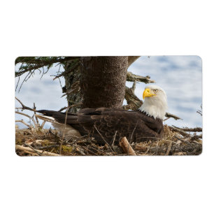 Etiqueta Nesting Bald Eagle