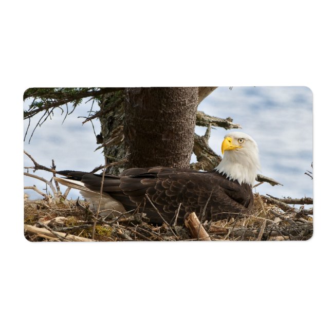 Etiqueta Nesting Bald Eagle (Frente)