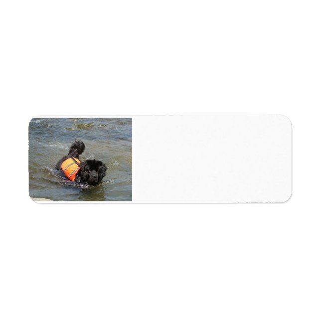 Etiqueta newfie em água.png (Frente)