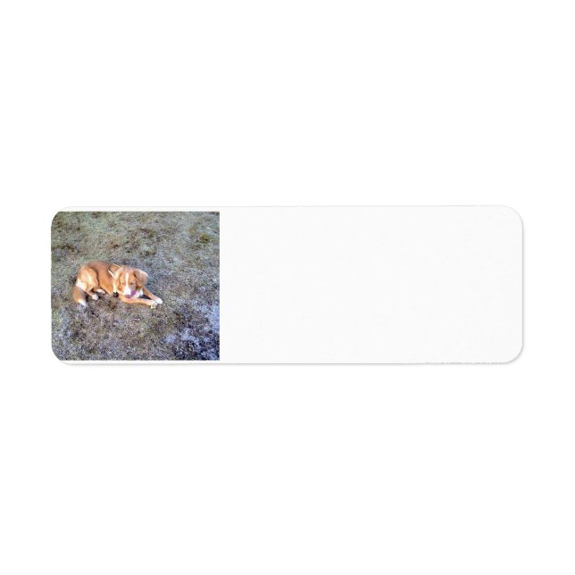 Etiqueta NovaScotiaDuck-TollingRetriever deitado 2 (Frente)
