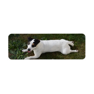 Etiqueta O Adorável Jack Russell Energetico