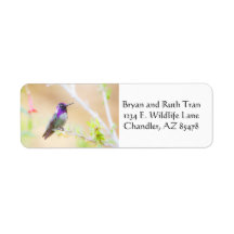 O beija-flor de Costa na folhagem