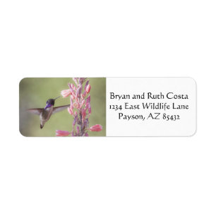 Etiqueta O colibri encantador da costela