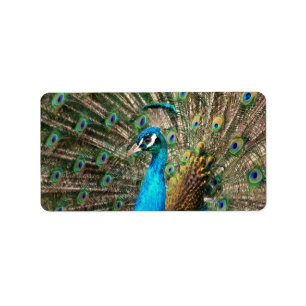 Etiqueta O pavão azul