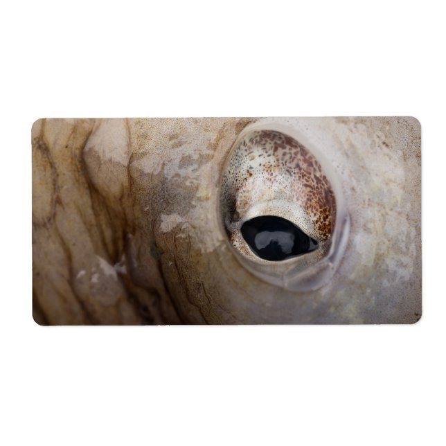 Etiqueta Olho de Octopus (Frente)