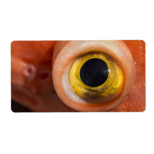 Etiqueta Olho De Peixe-Foguete