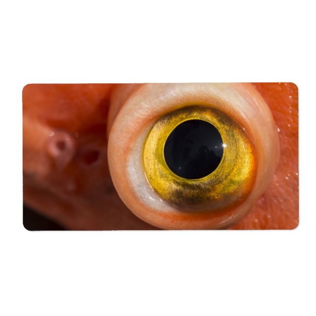 Etiqueta Olho De Peixe-Foguete (Frente)