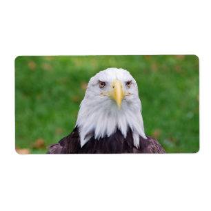 Etiqueta Olhos de uma águia