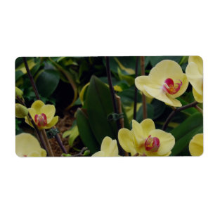 Etiqueta Orquídeas amarelas & vermelhas bonito do