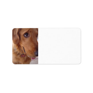 Etiqueta Ouro pateta