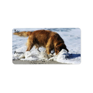 Etiqueta Ouro Retriever, TODOS PAREM! Perdi Meu Contato