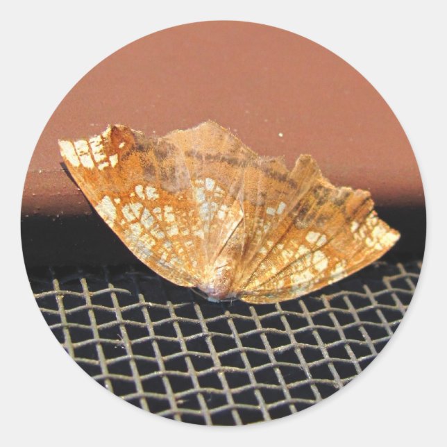 Etiqueta oxidada do ~ da traça (Frente)