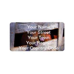 Etiqueta Par Pir Par Pigões