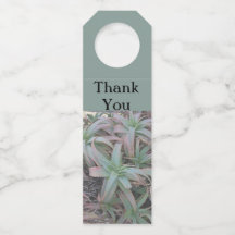 suculentas de Nevada