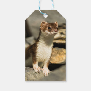 Etiqueta Para Presente Alerta Weasel