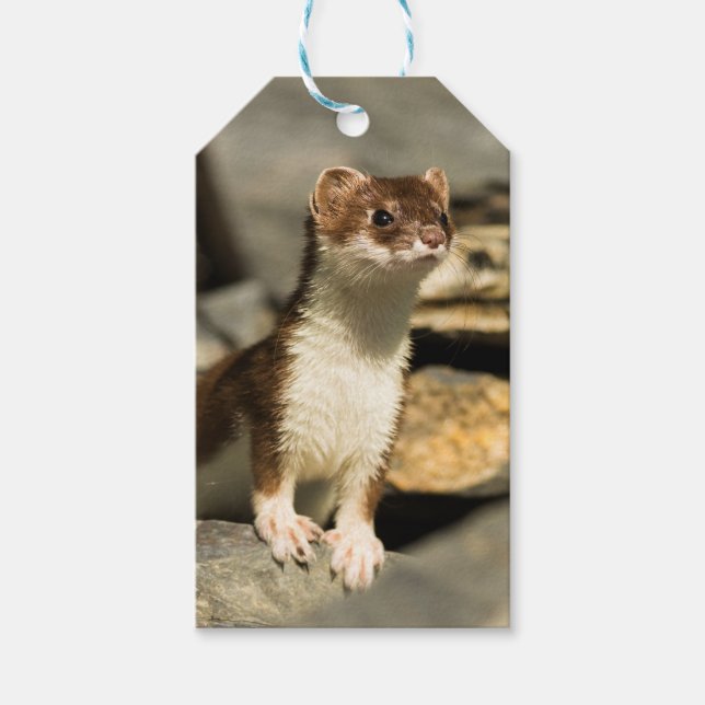 Etiqueta Para Presente Alerta Weasel (Frente)