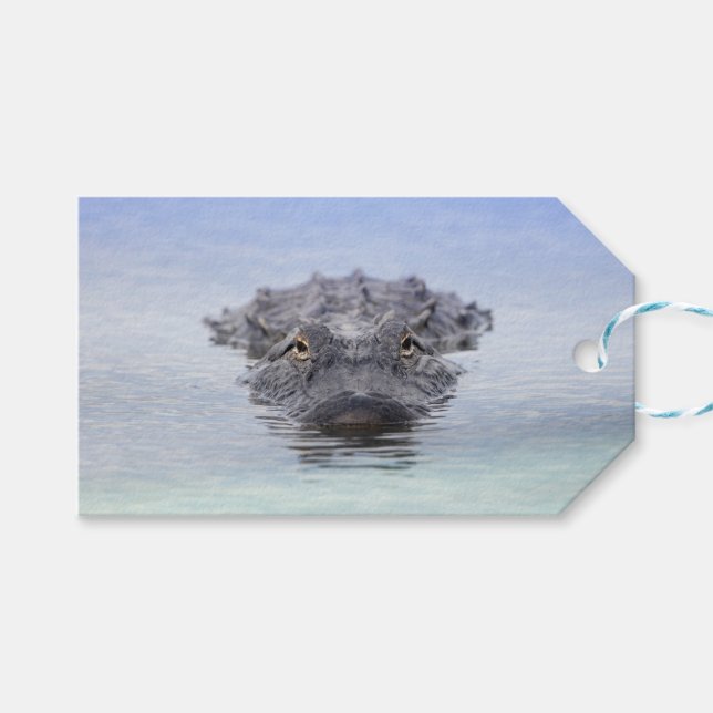Etiqueta Para Presente American Alligator – Lake Apopka Wildlife Drive (Frente (horizontal))