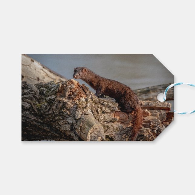 Etiqueta Para Presente American Mink (Frente (horizontal))