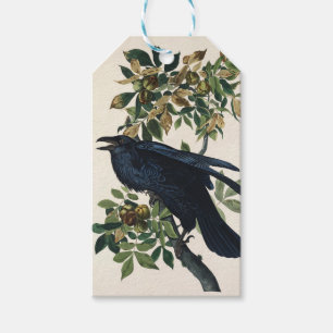 Etiqueta Para Presente Arte da Natureza da Ave Corvo de Audubon Vintage
