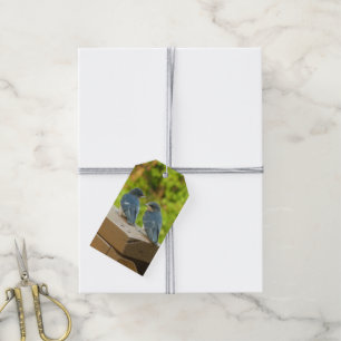 Etiqueta Para Presente Baby Barn Swallow Nature Bird Fotografia