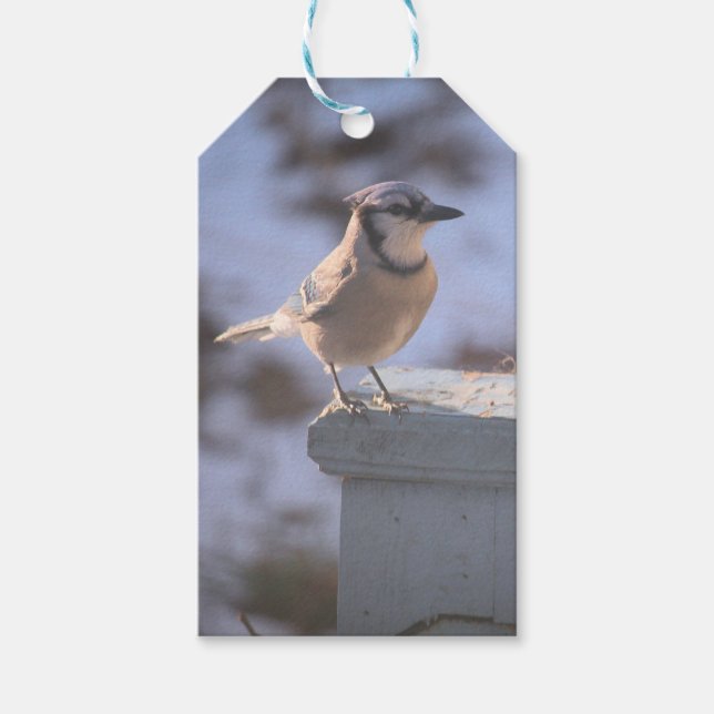 Etiqueta Para Presente Blue Jay (Frente)