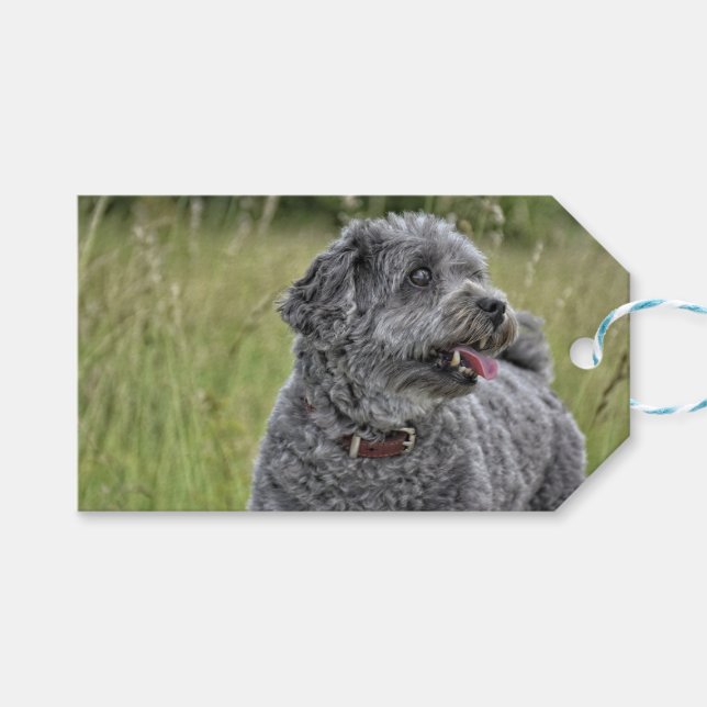 Etiqueta Para Presente Cachorro Cortado Terrier (Frente (horizontal))