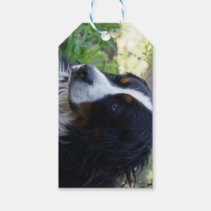 Etiqueta Para Presente cachorro de montanha bernês segundo