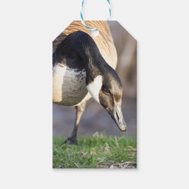 Etiqueta Para Presente Canadá Goos (Frente)