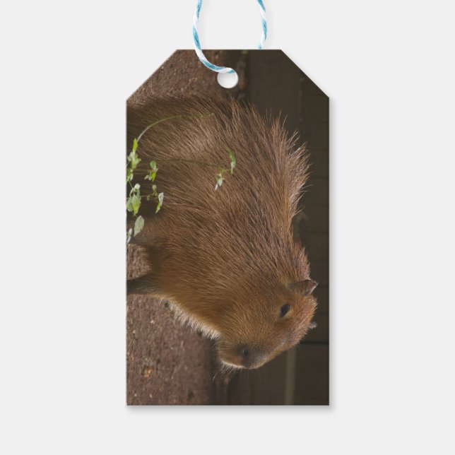 Etiqueta Para Presente Capybara (Frente)
