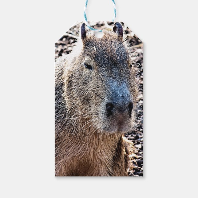 ETIQUETA PARA PRESENTE CAPYBARA SELVAGEM ANIMAL (Frente)